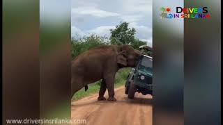 Drivers in Sri Lanka  Elephant Attack  Udawalawa National Park [upl. by Averil]