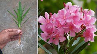 How To Grow Oleander Plant From Cuttings  In This Way Will Never Fail  gardening4u11 [upl. by Jauch608]