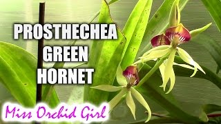 Prosthechea Green Hornet  an upside down orchid [upl. by Nbi131]