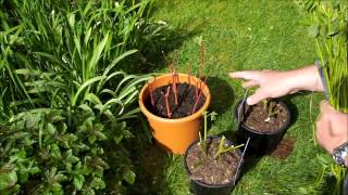 Spring pruning of my dogwood and taking cuttings [upl. by Roderica]