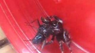 Jumping Spider vs Big Fly [upl. by Hcaz]