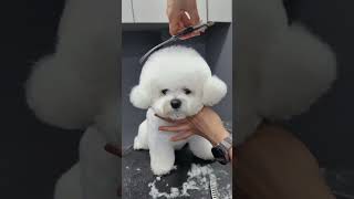 BICHON FRISES PUPPY FACELIFT AND GROOMING 🙉🐾🐶 pets dog cute puppy [upl. by Karry]