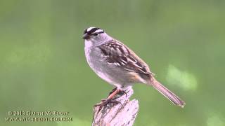 Whitecrowned Sparrow in Maine  II [upl. by Dimitry]