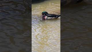 Beautiful Colorfilul Wood Duck 💕 [upl. by Anelak]