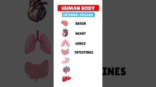 Internal organs of human body  vocabulary  learn organs name internalorgans shorts [upl. by Eimor]