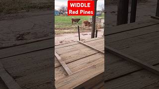 Widdle Down Red PinesMaking 2x6s while the cows watchamazing satisfying beautifulsawmill [upl. by Cate]