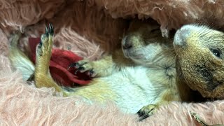 Prairie Dogs Snuggled up 🥰 [upl. by Trula]