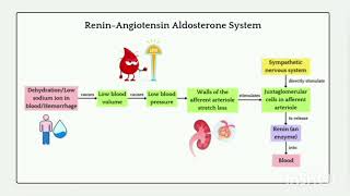 Renin Angiotensin Aldosterone System RAAS [upl. by Levine401]