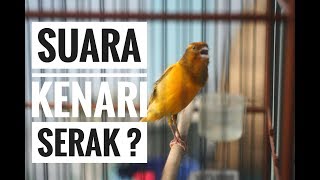 SUARA KENARI SERAK  Begini Cara Mudah Mengobatinya [upl. by Llenhoj]