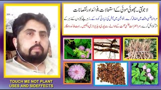 lajwanti chhoi moi kay fawaid aor nuqsanmimosa pudicatouch me not plant benefits and sideeffects [upl. by Alakam]