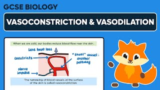 Vasoconstriction amp Vasodilation  GCSE Biology [upl. by Naitsyrk]