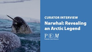 Narwhal Revealing an Arctic Legend [upl. by Ferdinana]