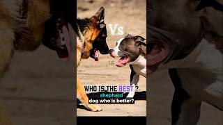 PITBULL DOG vs GERMAN SHEPHERD DOG who is bestter germanshepherd pitbull pitbullvsshepherd [upl. by Kemeny]