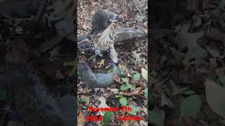 Cochise comes down with another Squirrel today💘 Redtailedhawk Squirrel Hawking [upl. by Omiseno668]