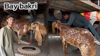 Bakri ko humne multan bhej diya bay bakri👍 [upl. by Rush]