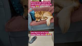 Koi nahi apna funny comedy goldenritriever doglover dog diwali viralshort [upl. by Anitnoc]