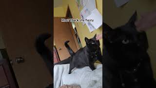 Meet Tback 😾 cat catvideos catshorts catlover catsoftiktok cats [upl. by Aitnecserc968]