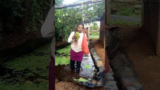 harvesting azolla seeds for planting in another pond azollafarming [upl. by Markowitz93]