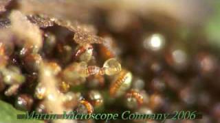 Fern Spores under a microscope [upl. by Ninetta143]