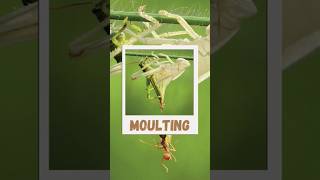 What is Moulting  agriculture entomology shorts youtubeshorts moulting insects pest agri [upl. by Jorgensen]