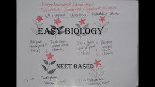 Extra chromosomal inheritance or Extra nuclear inheritance cytoplasmic inheritance [upl. by Nnairek414]