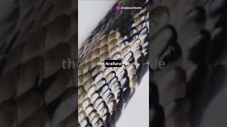 Top 5 Amazing Facts About the Arafura File Snake Please Subscribe now 👈animal facts amazingfacts [upl. by Yffat482]