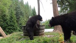 Frisky Black Bear Cubs Play In The Tub [upl. by Jariah]