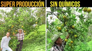 🍊Super Producción de Naranja SIN QUÍMICOS  Coberturas Vegetales para el Manejo de Arvenses [upl. by Ennyletak]