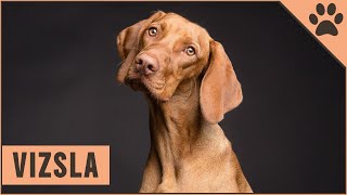 Viszla Dog Breed  Vizsla What To Know [upl. by Utley940]