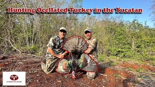 Hunting Ocellated Turkey in Yucatan Single Season World Slam Complete [upl. by Lenrow873]