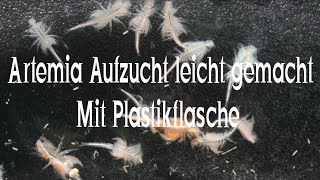 Artemia Aufzucht leicht gemacht 2 mit Plastikflasche Urzeitkrebse Easy Artemia breeding 2 [upl. by Alba]