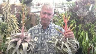 Paul Isley  Rainforest Flora  Tillandsia Hybrids 5 [upl. by Eilime815]