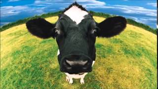 cow sound effects  efek suara sapi [upl. by Arne555]