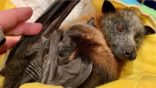 Rescuing and releasing a mum amp baby flyingfoxes Artemis amp Aoife [upl. by Evangelin]