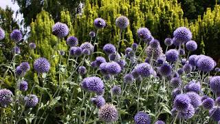 Blue Globe Thistle  Echinops bannaticus  Bannater Kugeldistel  Мордовник шароголовый [upl. by Ylloj367]