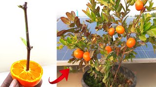 Grow Orange Fruit in Carissa Carandas tree 100 Work  How to grow Carissa Carandas tree [upl. by Aubrey]