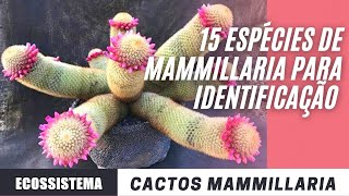 Apresentação de 15 espécies de Mammillaria para identificação 👍 ͡❛ ͜ʖ ͡❛👍 [upl. by Asereht]