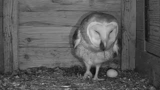 ¡EL MAMÍFERO MÁS PEQUEÑO DE LA TIERRA  Suncus etruscus 🦉 Lechuza común PN Cabañeros CLM España [upl. by Cyrill450]