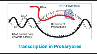 Transcription In Prokaryotes  Transcription [upl. by Eldrida]