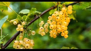 How to Grow Ribes Gooseberries amp Currants  Complete Growing Guide [upl. by Catharina]