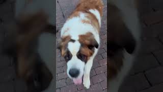 Beemo saintbernard dog gets several driveby pettings on his walk two pets shown here [upl. by Gaillard]