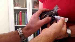 Applying eye ointment to a cats eye Also valid for dogs and rabbits [upl. by Tareyn]