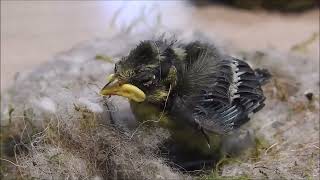 Cinciarella Cyanistes caeruleus [upl. by Htes]