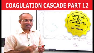 Coagulation Cascade  Part 1212 [upl. by Ailehpo]