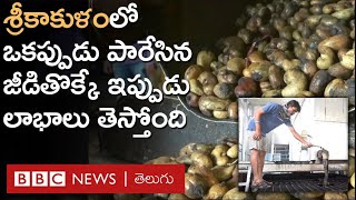 Srikakulam  Cashew Nut పనికిరాదని పడేసే జీడిపిక్క తొక్కుతో ఆయిల్ తీస్తున్నారు BBC Telugu [upl. by Veradia]