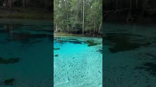 Incredible View of Fresh Water Spring in Gainesville Florida  Gilchrist Blue Springs on Santa Fe ✨ [upl. by Urbanna]