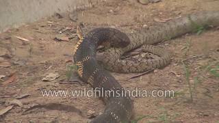 King Cobra attacks and consumes an entire Rat Snake [upl. by Lilac386]