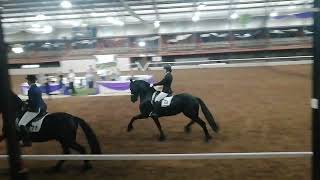 Friesian Horse Show at Parys South Africa Overall championship class March 2022 [upl. by Tye]