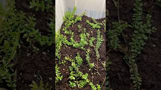 Rotala Indica Emersed 🌱 2 month update from immersed [upl. by Rabush]