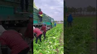 Chinese Cabbage Loading Process [upl. by Publia]